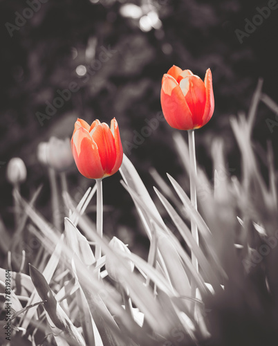 dwa tulipany na czarnobiałym tle ogrodu © filip
