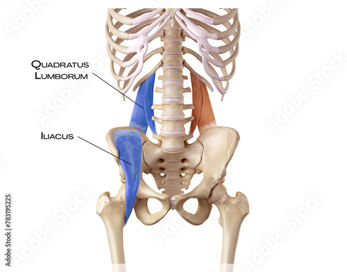 Hip and lower back of the deep front line - iliacus, quadratus lumborum