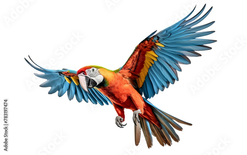 Colorful Macaw bird in transparent background photo