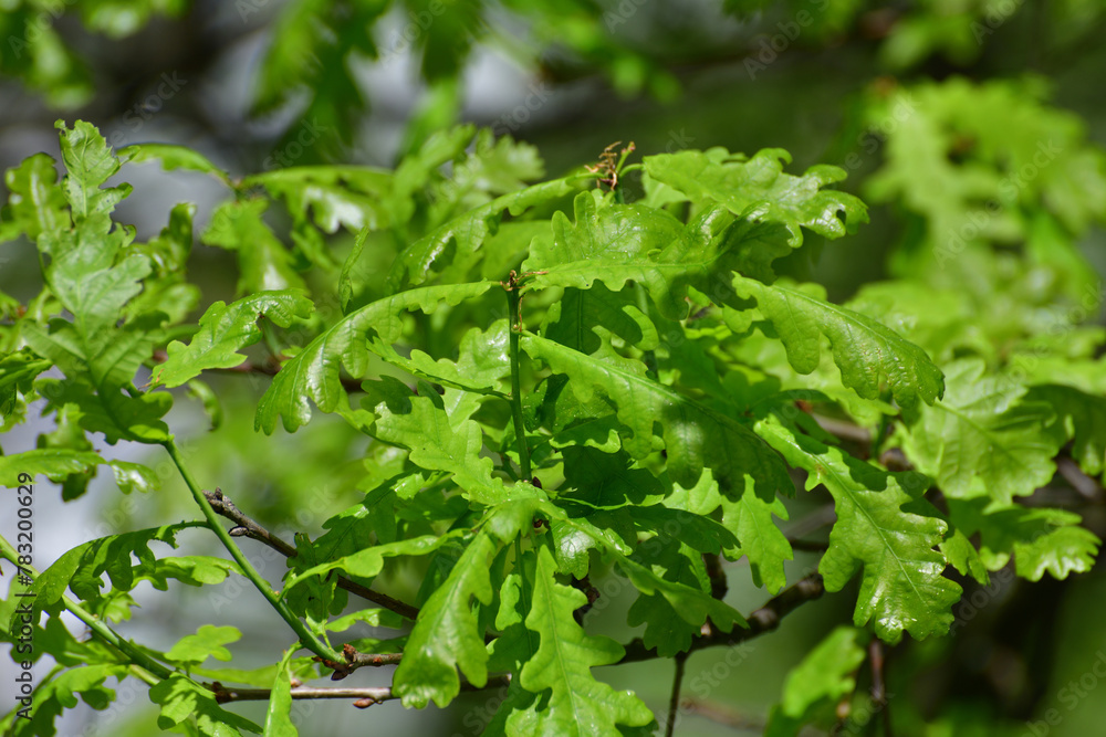 oak twig with an young spring leaves oak twig with an young spring leaves