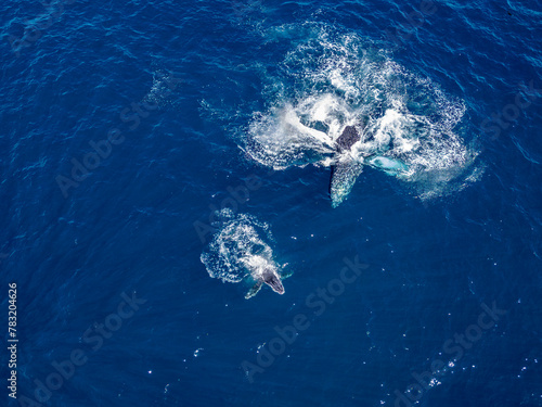 humpback whale mother and calf aerial view off the coast of Cabo San Lucas, Baja California Sur, Mexico, Pacific Ocean © Andrea Izzotti