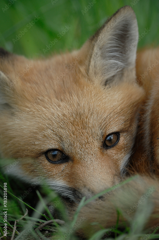 Obraz premium Close-up of the head of a Young red Fox