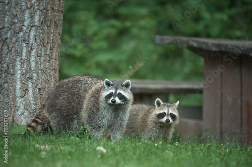 Mon and her Young Raccoon in a meadow