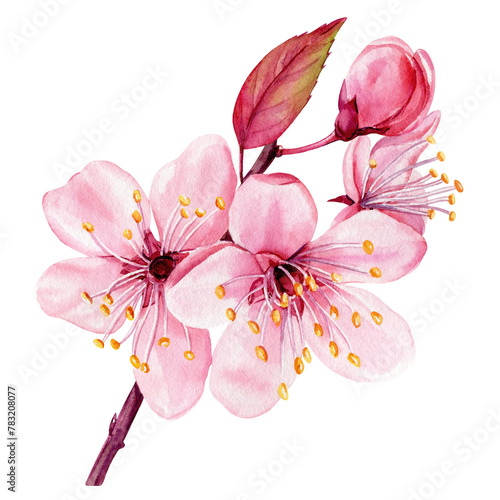 Watercolor sakura flowers set, Isolated flora, painting pink spring flower cherry blossom branch. botanical illustration © Hanna