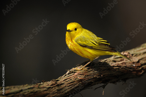 Yellow Warbler perches on a branch during Spring migration