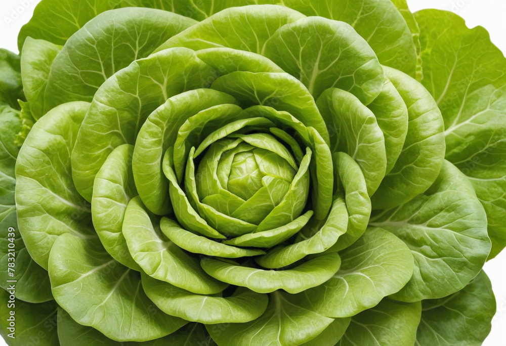 Fresh lettuce on isolated white background , juicy and fresh, top view, Flat lay, no shadows Fresh lettuce on isolated white background , juicy and fresh, top view, Flat lay, no shadows