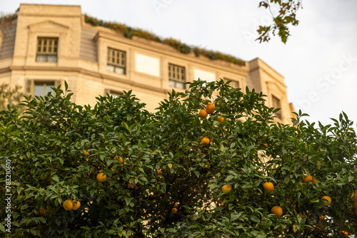 Tangerines on a tree against the background of the historic building Orange 