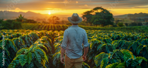 Man observing sunset over coffee plantation in peaceful countryside photo