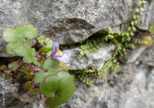 Ivy-leaved toadflax, cymbalaria muralis or Kenilworth ivy purple flower closeup.