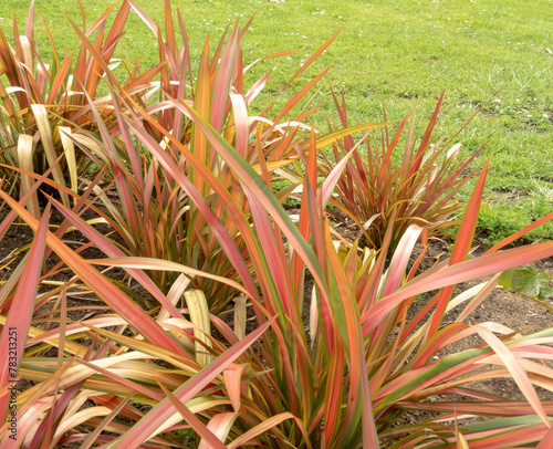 Phormium tenax, New Zealand flax or New Zealand hemp leaves striped with bronze, green and rose-pink