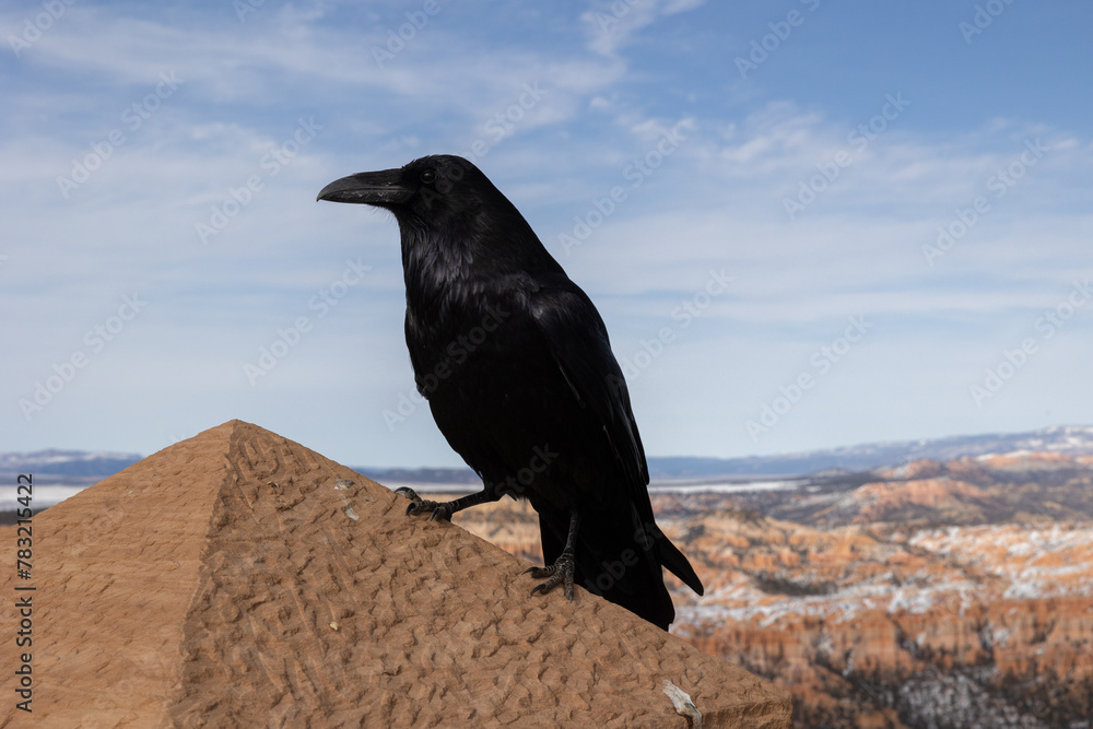 Obraz premium Common Raven that was posing up on a ledge for us at Bryce canyon