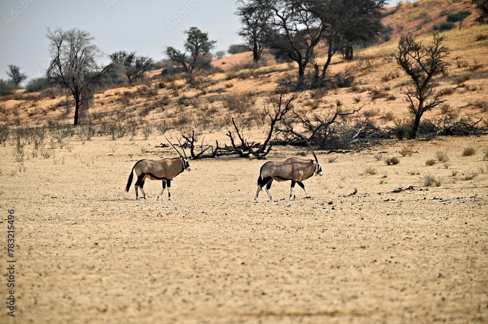 Naklejka premium Two Oryx antelopes in the dry riverbed of Nossob river Kgalagadi