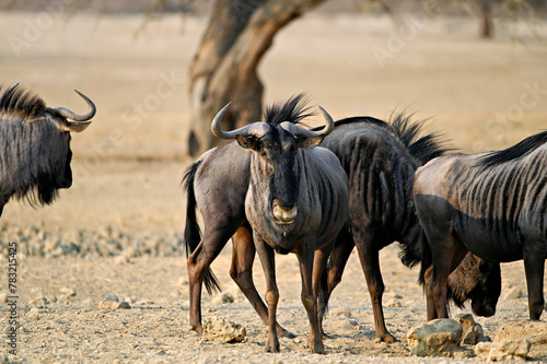 wildebeest in the Kgalagadi