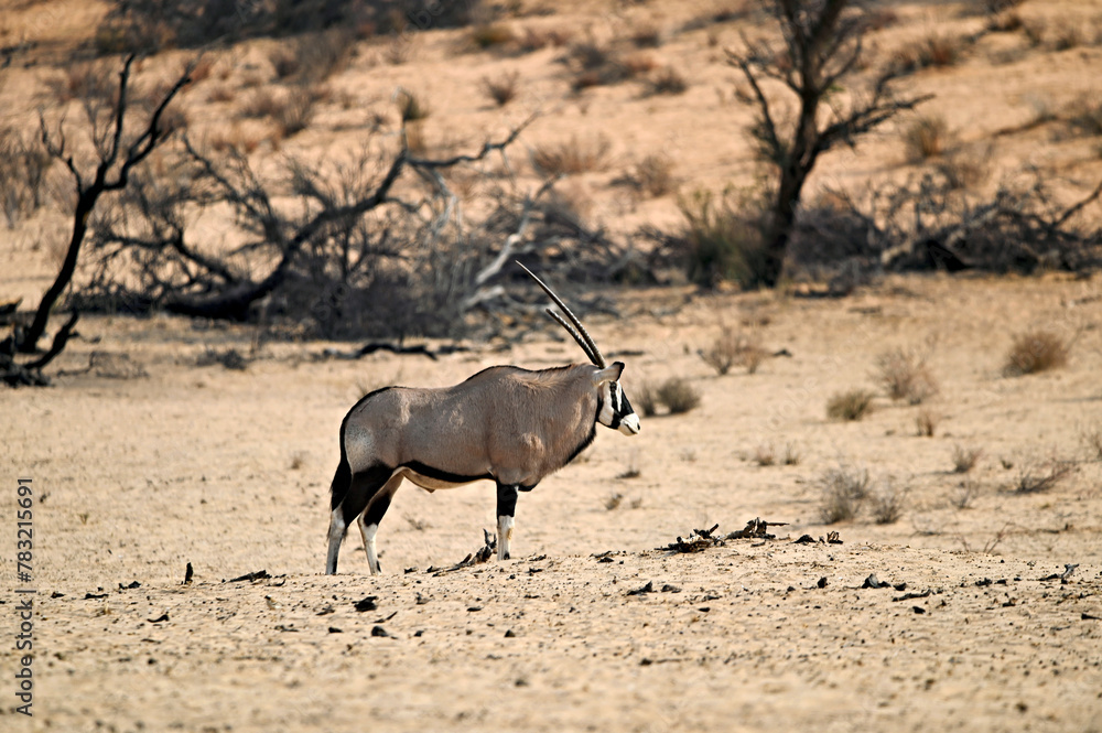 Oryx antelope in the dry riverbed of Nossob river Kgalagadi Oryx antelope in the dry riverbed of Nossob river Kgalagadi