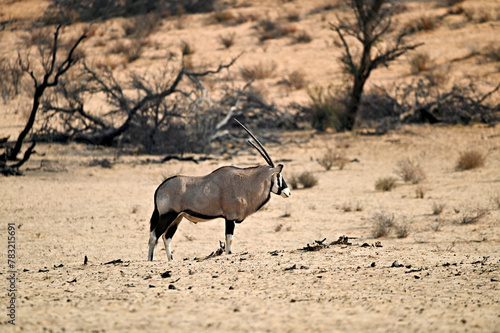 Oryx antelope in the dry riverbed of Nossob river Kgalagadi