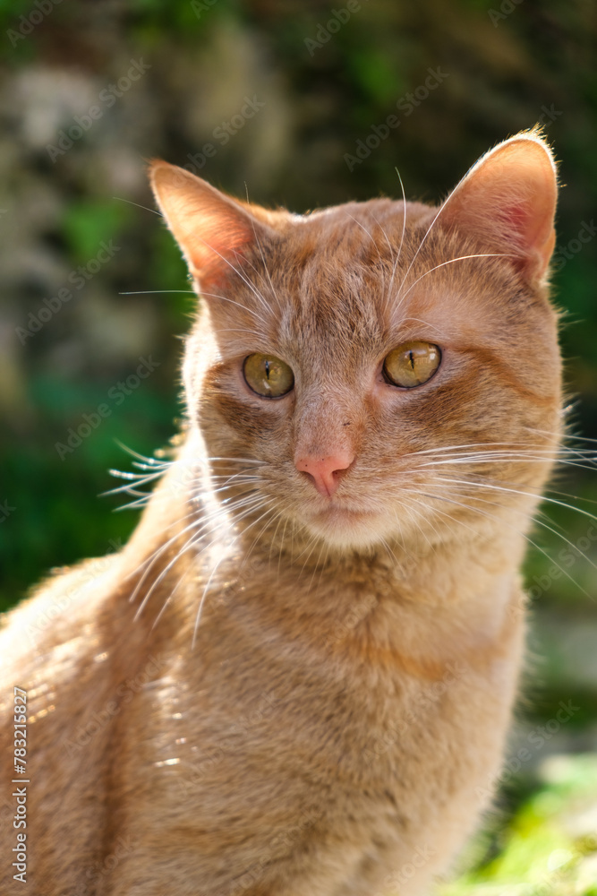 A close-up view of a cat sitting calmly on the ground. The cat is focusing intently, with its ears perked up. Its fur is sleek and well-groomed. A close-up view of a cat sitting calmly on the ground. The cat is focusing intently, with its ears perked up. Its fur is sleek and well-groomed.