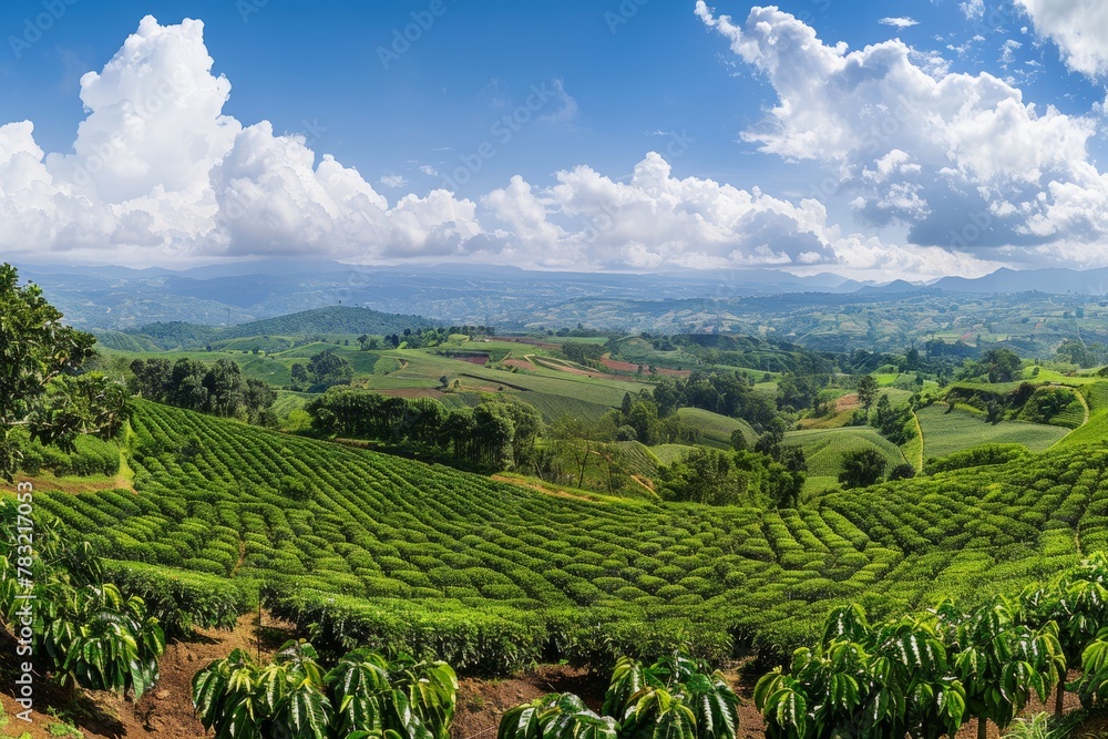 Vast Coffee Plantation Landscape with Dramatic Clouds