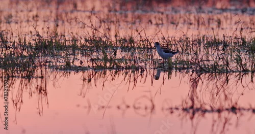 black-winged stilt at sunrise photo