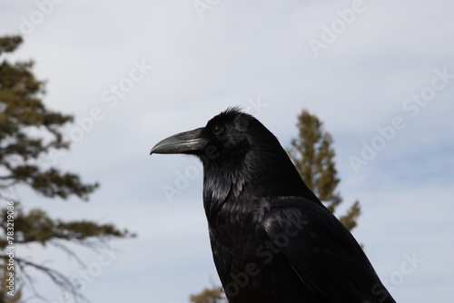 Common Raven that was posing up on a ledge for us at Bryce canyon