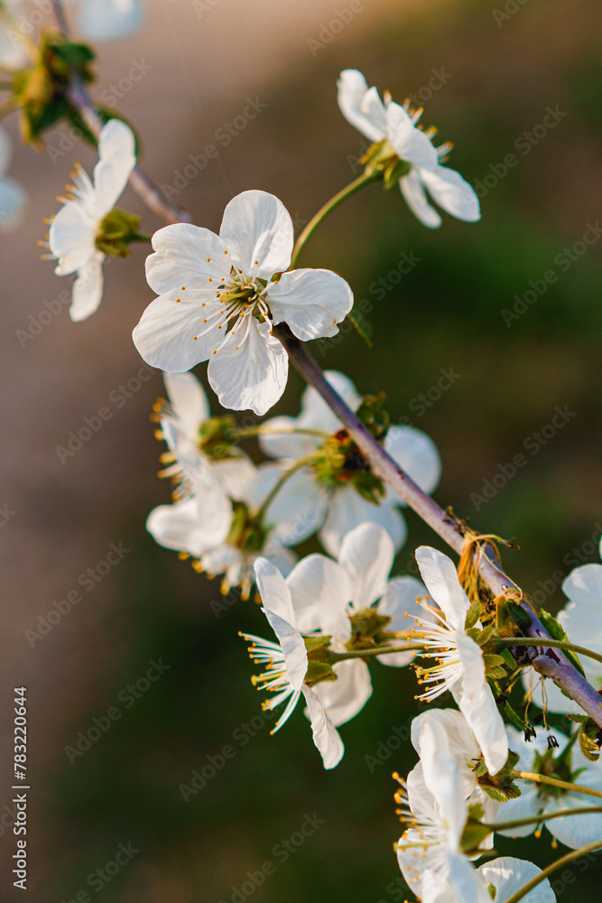 tree flowers tree flowers