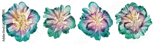 Set  turquoise   lowers tulips  on  isolated background with clipping path.   Closeup.  Nature. photo
