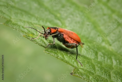 beetle Anthocomus rufus on a leaf © Tomas