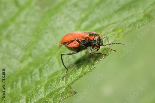beetle Anthocomus rufus on a leaf