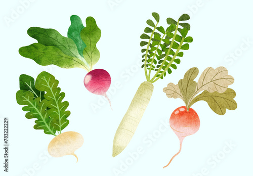 radish, turnip, beetroot, vegetables