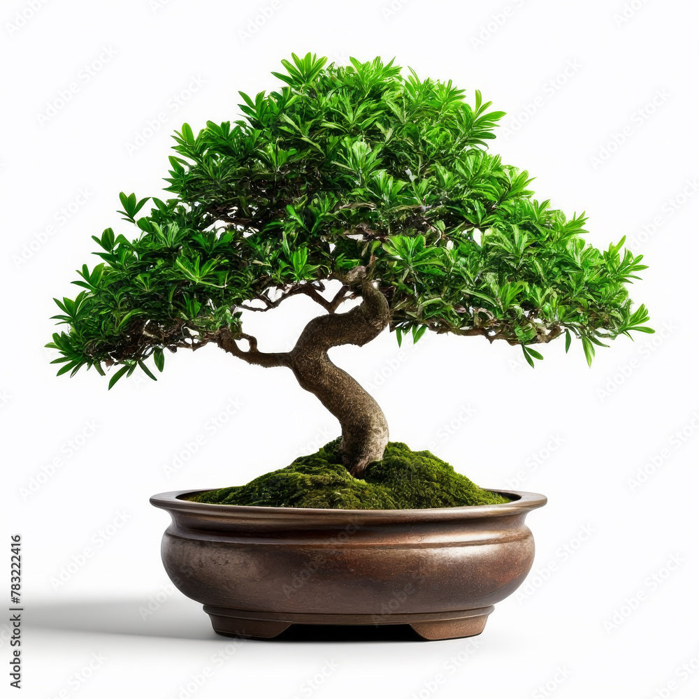 bonsai tree in pot isolated on white background. 3d illustration bonsai tree in pot isolated on white background. 3d illustration
