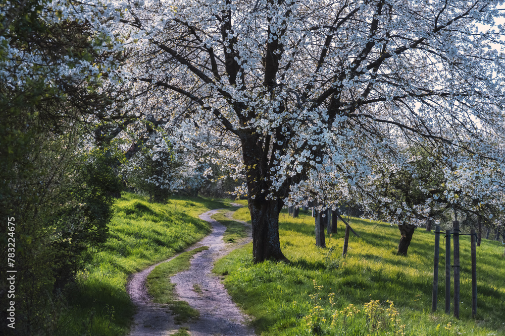 Frühlingswetter, alles blüht, Baumblüte der Obstbäume in Ockershausen, Heiliger Grund Frühlingswetter, alles blüht, Baumblüte der Obstbäume in Ockershausen, Heiliger Grund