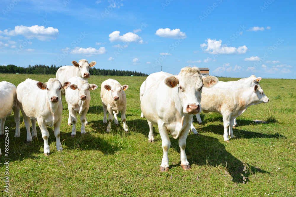 A herd of Charolais cow with a little calves, in a green pasture in the countryside.