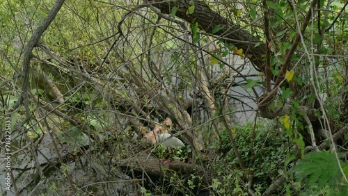 White Ibis near a tree branch walking in lake water foraging deep in tree branches down by the edge of the lake. Green trees and water on a windy day.Waves in water and swaying branches.