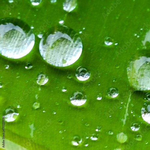 water droplets on a green leaf with water drops.