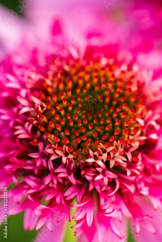 Pink Close up Flower 