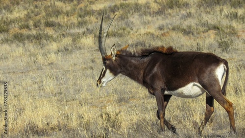 Sable antelope bull near Mountain Zebra National Park.