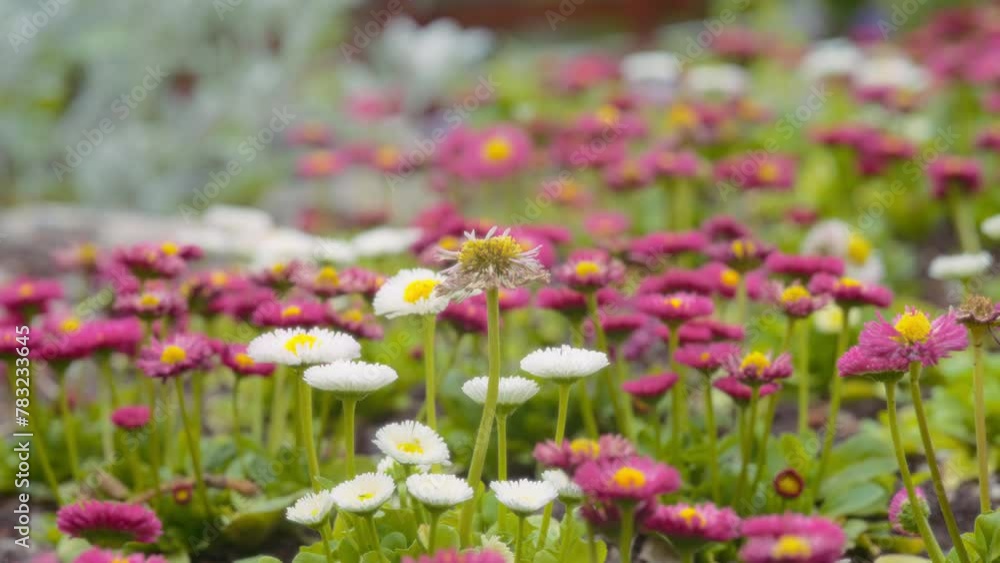 White and pink daisies growing in the garden. Natural background. White and pink daisies growing in the garden. Natural background.