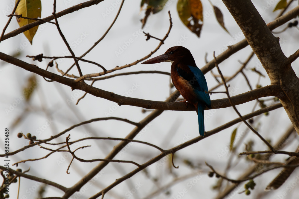 White breasted kingfisher