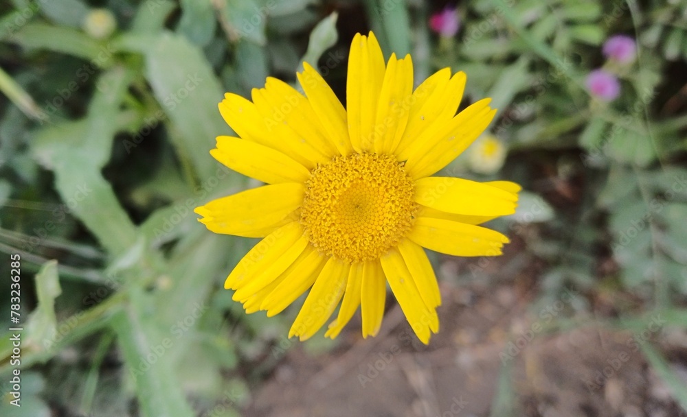 Yellow corn daisy (Glebionis segetum) flower blooms in nature. Close up. Yellow corn daisy (Glebionis segetum) flower blooms in nature. Close up.