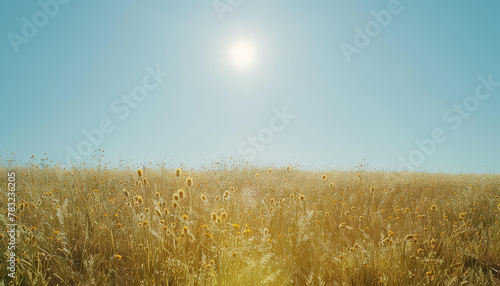 A field of golden wheat with a bright blue sky in the background