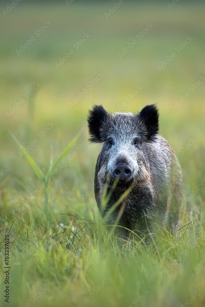 wild boar in a clearing in the wild wild boar in a clearing in the wild