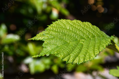 Spring tender alder leaf close-up with pronounced texture and detail, evening sunlight. Blurred background - garden bushes on the border of light and shadow.