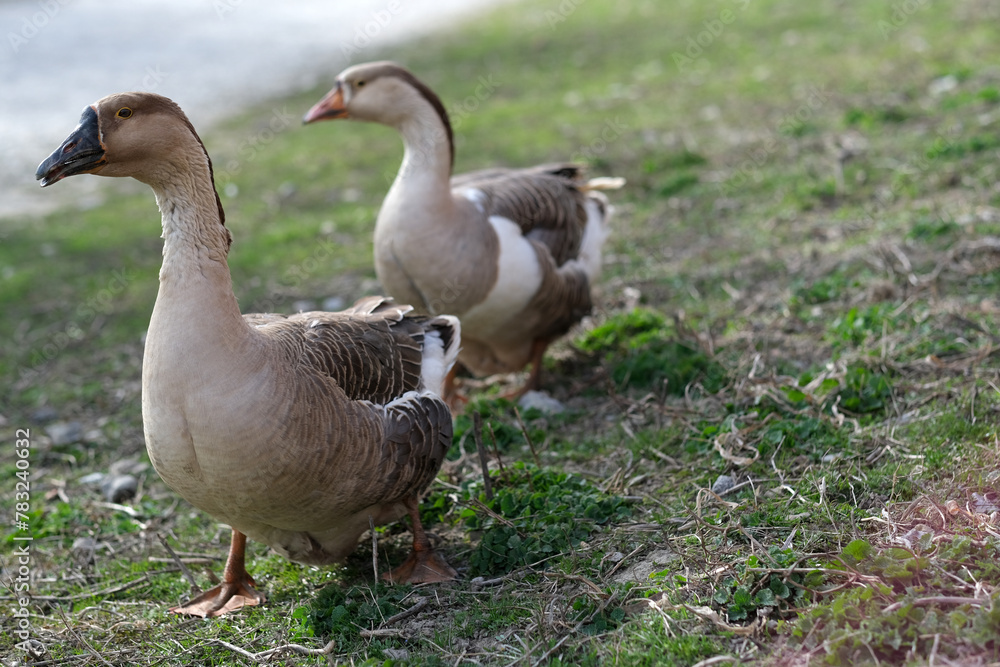 Close up two the gray geese on the meadow, side view. Goose cottage industry breeding. Ethical husbandry practices Close up two the gray geese on the meadow, side view. Goose cottage industry breeding. Ethical husbandry practices