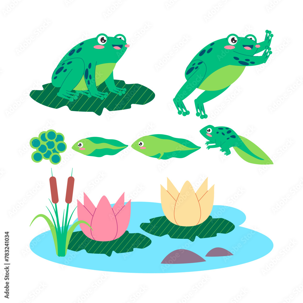 green color frog life cycle egg tadpole froglet and adult frog animal transformation amphibian creature green color frog life cycle egg tadpole froglet and adult frog animal transformation amphibian creature