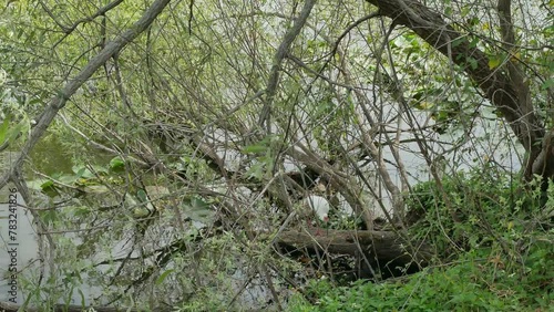 White Ibis near a tree branch walking in lake water foraging deep in tree branches down by the edge of the lake. Green trees and water on a windy day.Waves in water and swaying branches.