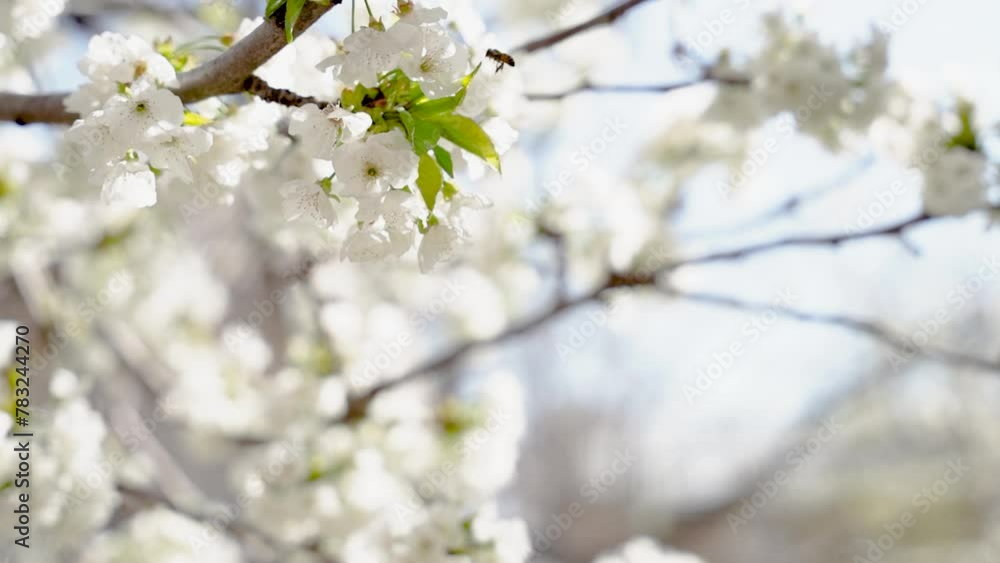 field of peach tree with flower bloom