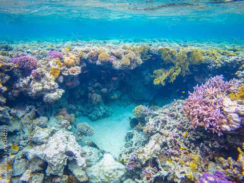 Underwater image of corals in Red Sea near Hurghada town in Egypt