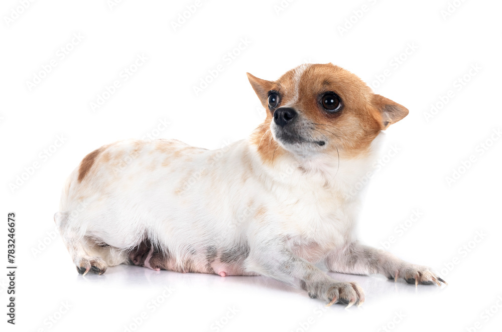 Obraz premium chihuahua in studio