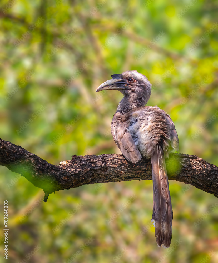 Obraz premium A Grey Hornbill