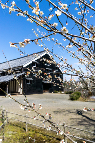 Early Cherry Blossoms