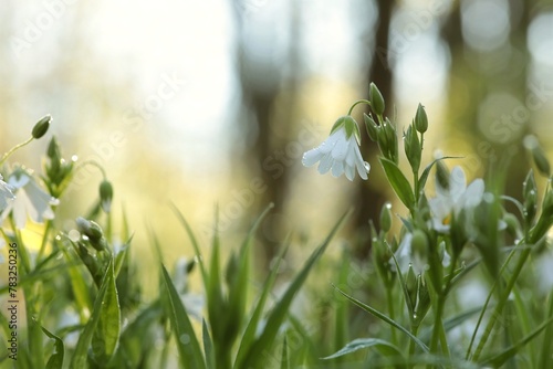 Rabelera - Stellaria holostea blooming in the forest